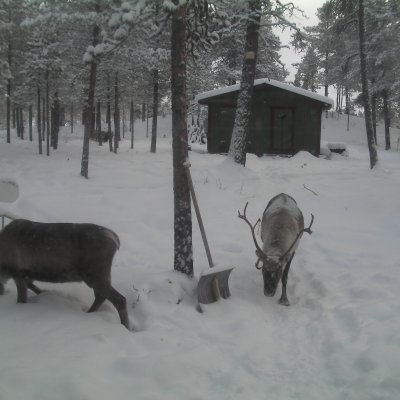 Skog. Bastu. Renar.