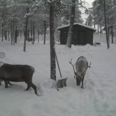 Skog. Bastu. Renar.