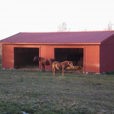 Hästar i liggstall